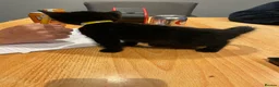 Mixed Breed cats for sale: Kittens for sale  - Advert 8