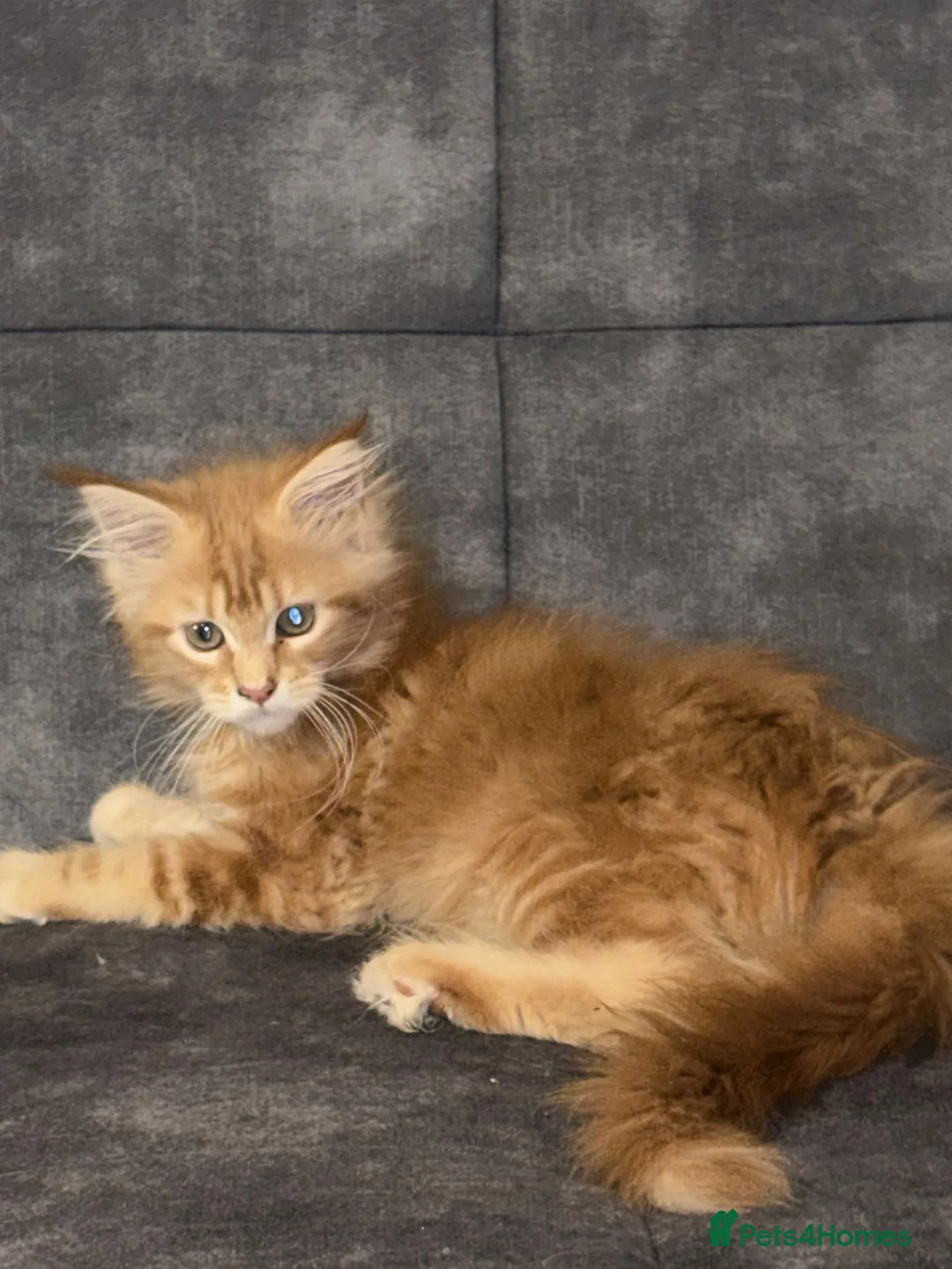 Maine Coon cats for sale: 3 Maine Coon for sale - Advert 4