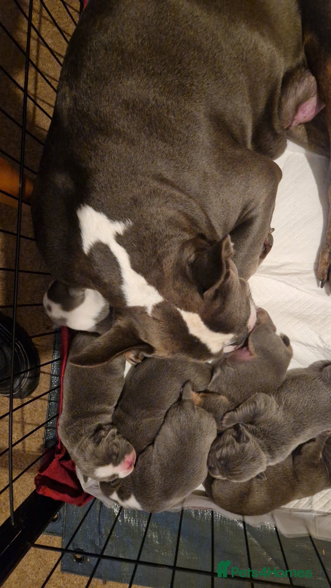 Mixed Breed dogs for sale: Frenglish x American Bully Puppies  - Advert 7