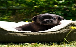 Labrador Retriever dogs for sale: Black Pure bred kg reg Labrador for sale  - Image 20