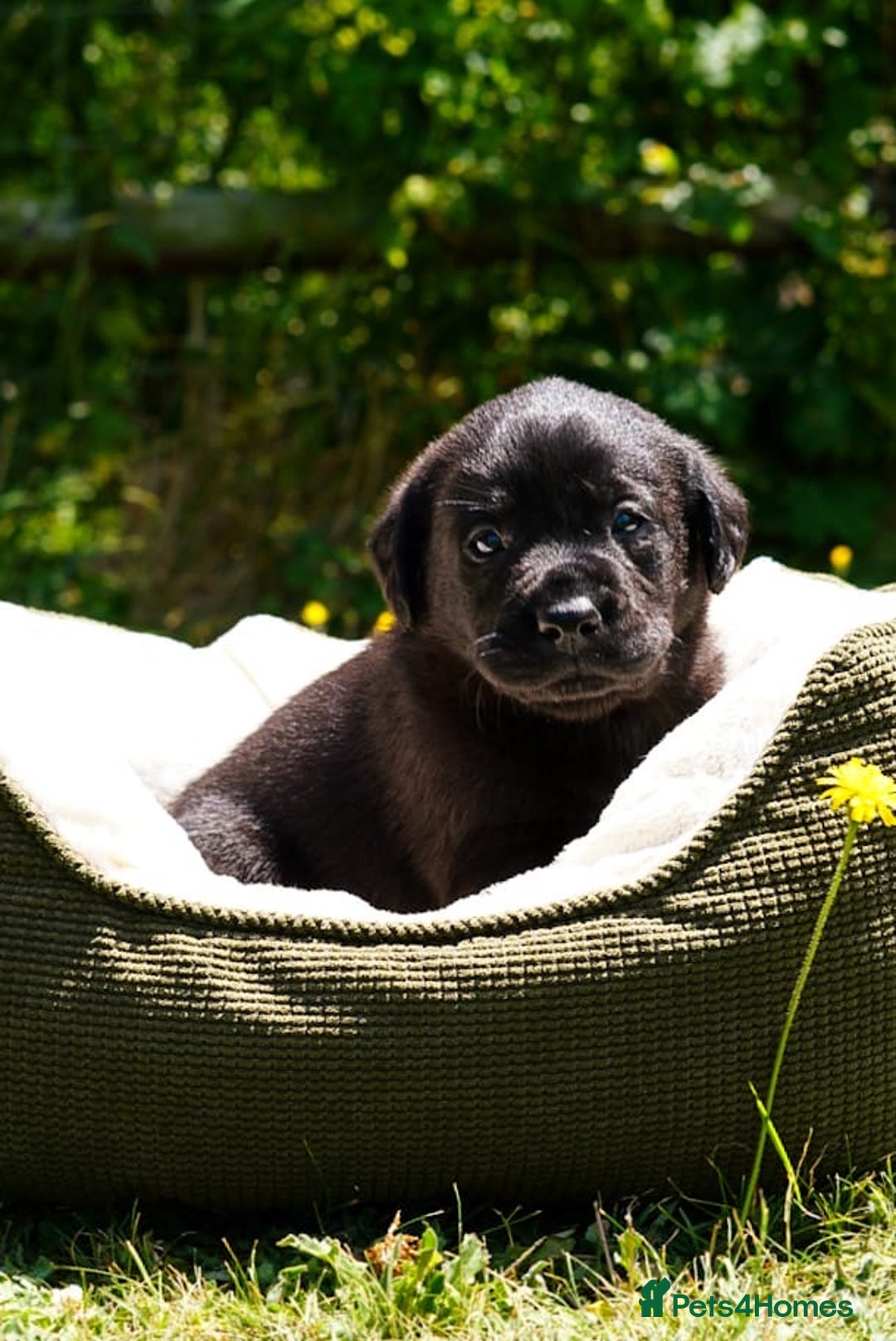 Labrador Retriever dogs for sale: Black Pure bred kg reg Labrador for sale  - Image 20