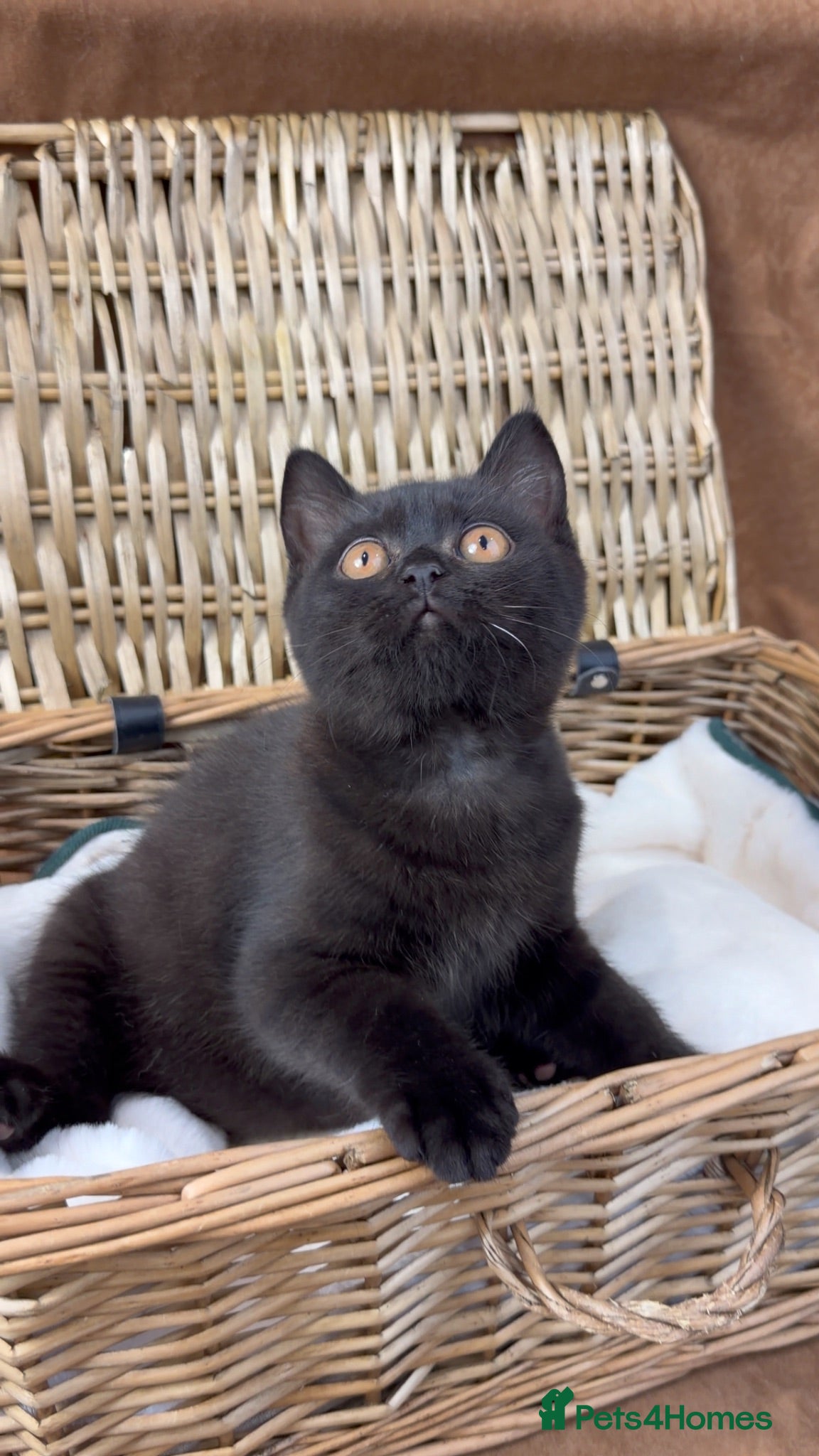 British Shorthair cats Ready now GCCF health tested British Shorthair  - Advert 2