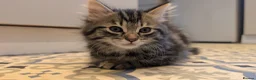 Mixed Breed cats for sale: Beautiful boy - Advert 3