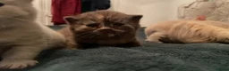 British Shorthair cats for sale: Beautiful Quality Chunky BSH Kittens  - Advert 11