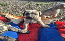 Cane Corso dogs for sale: Class Corsos  - Advert 6