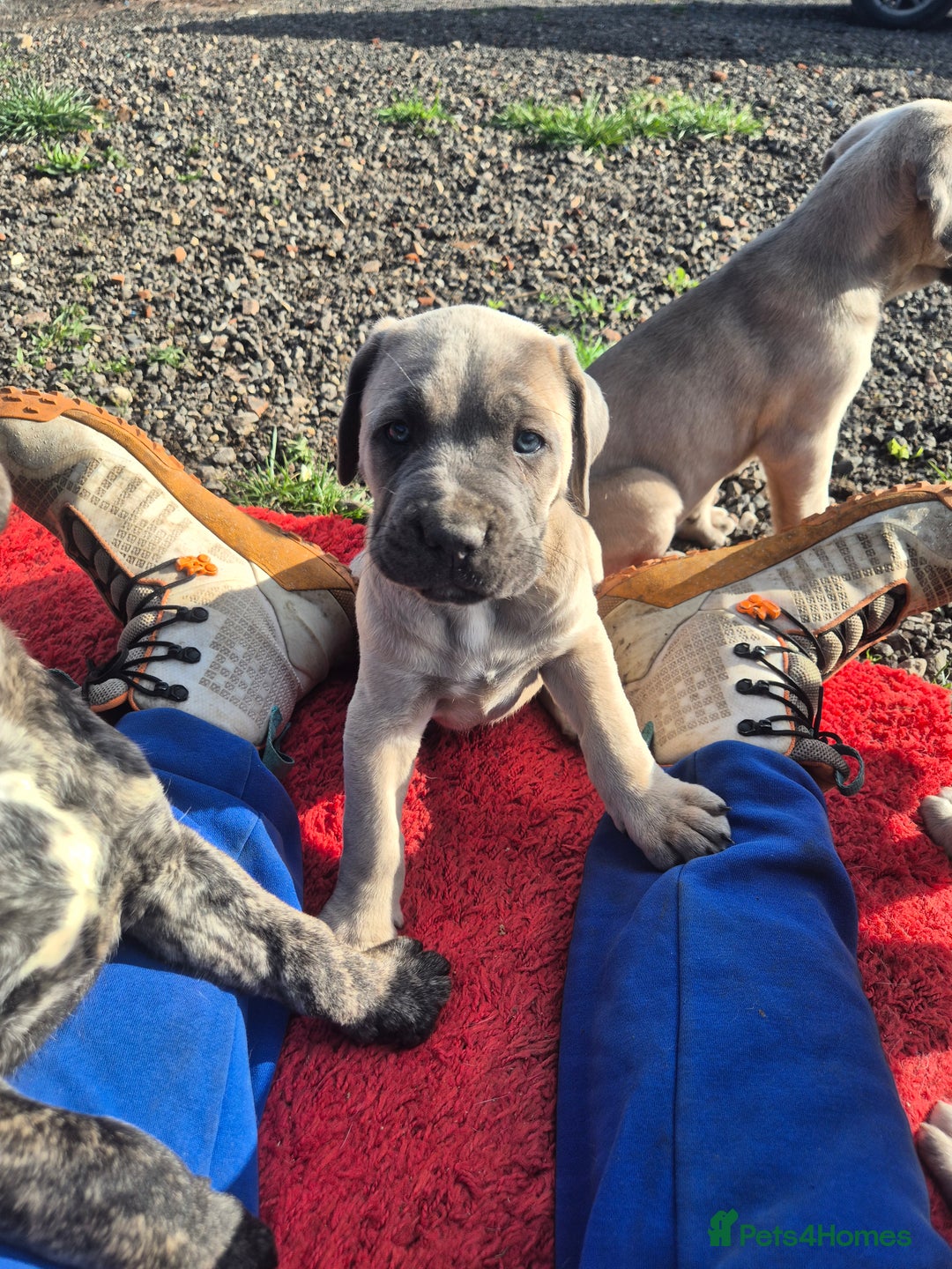 Cane Corso dogs for sale: Class Corsos  - Advert 6