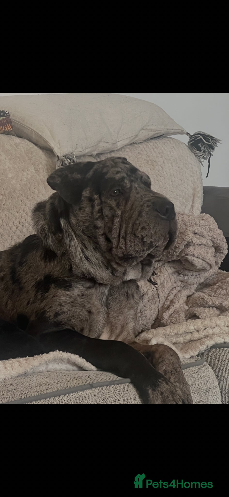 Shar Pei dogs Shar pei puppy’s £1000 boys only  - Advert 6