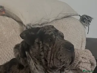 Shar Pei dogs Shar pei puppy’s £1000 boys only - Advert 1