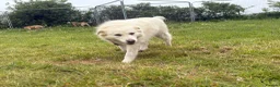 Mixed Breed dogs for adoption: Rosie - Norwich Norfolk  in Norwich - Advert 4