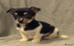 Jack Russell dogs for sale: Jack Russel puppies  - Image 4