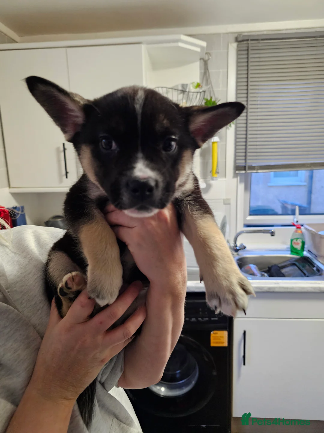 Mixed Breed dogs for sale: FRENSKY - French bulldog X Siberian Husky - Advert 2