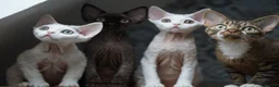 Devon Rex cats for sale: White Female Kitten Available 🤍 - Advert 12