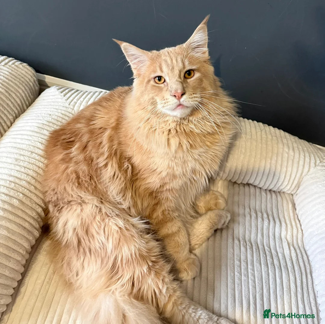 Maine Coon cats for sale: Gorgeous Maincoon Boy - Advert 3