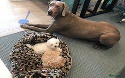 Weimaraner dogs for stud: Stud handsome Weimaraner  - Image 3