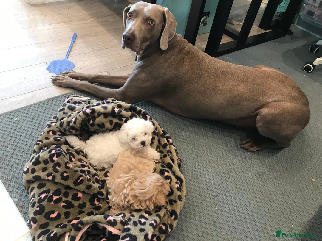 Weimaraner dogs for stud: Stud handsome Weimaraner  - Image 3