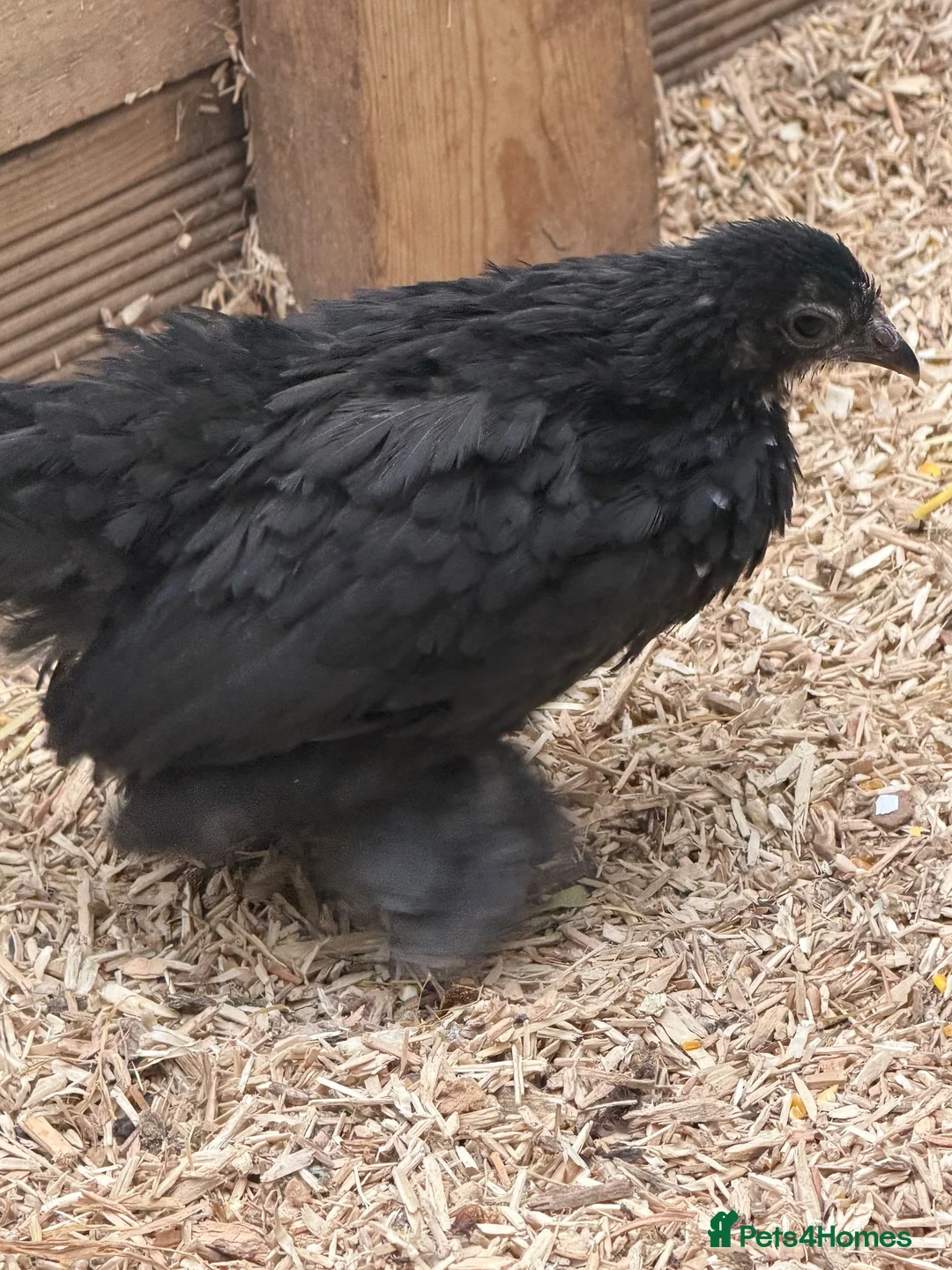 Chickens poultry for sale: Young booted bantams  - Advert 1