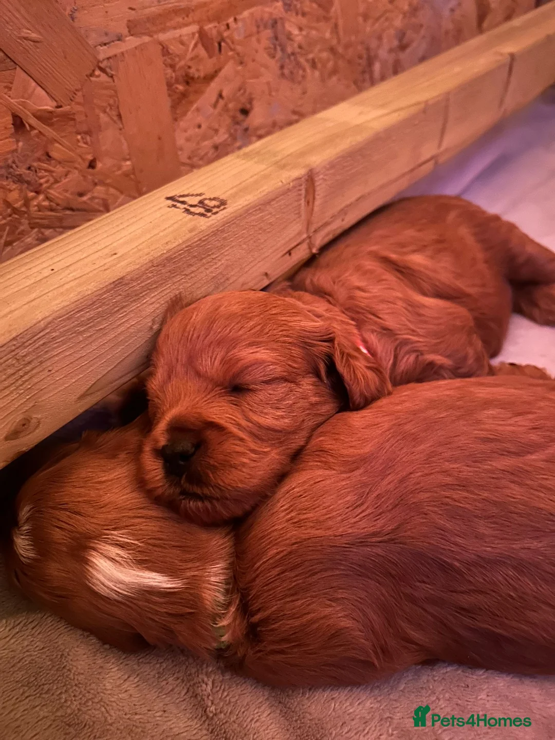 Mixed Breed dogs for sale: Beautiful Cavacockapoo puppies, only two left!  - Advert 23