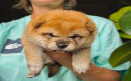 Japanese Shiba Inu dogs for sale: KC reg Japanese Shiba Inu puppies  - Image 5