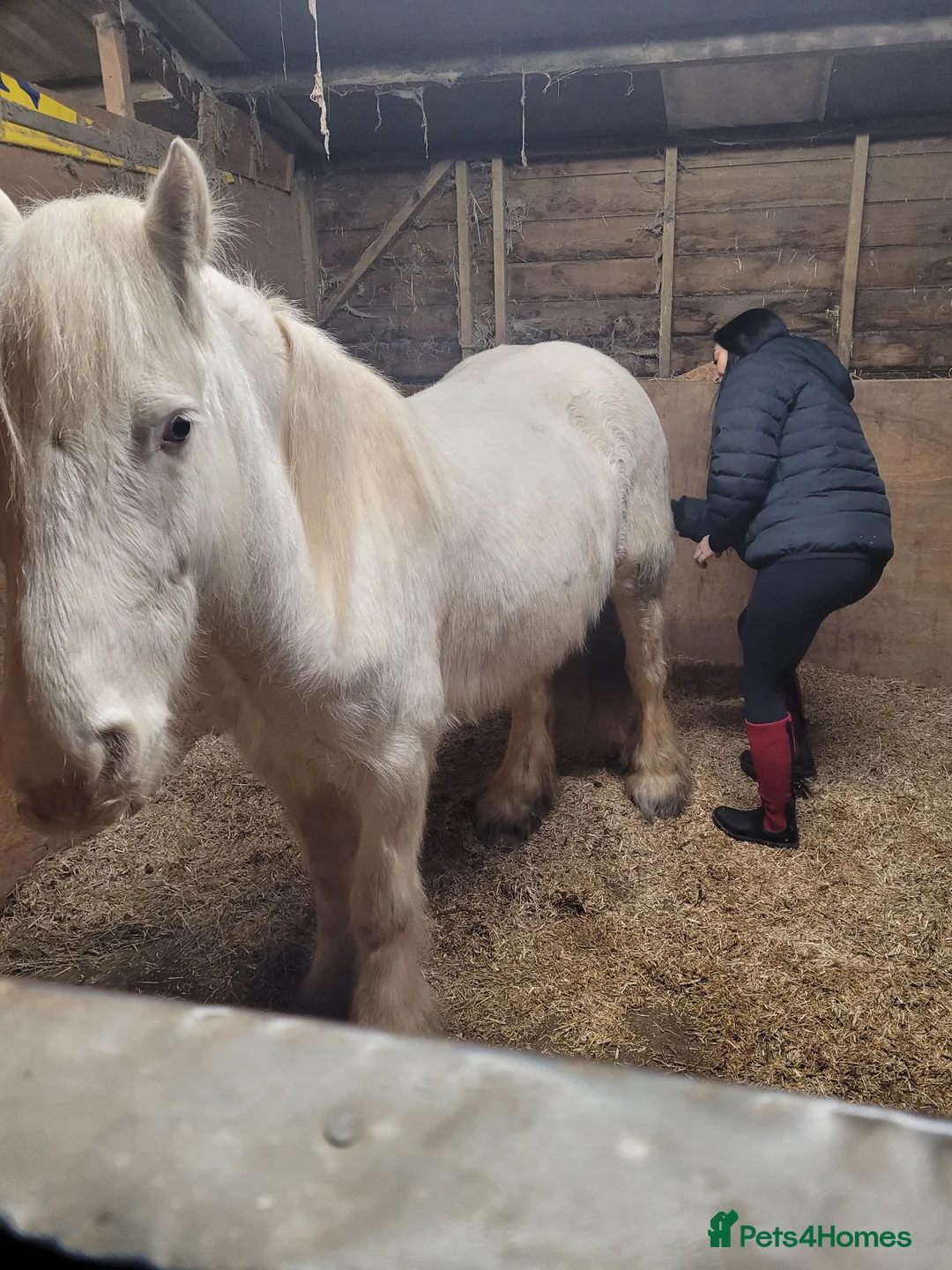 Connemara horses for sale: Beautiful boy - Advert 3