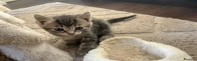Mixed Breed Kitten 3