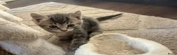 Mixed Breed cats for sale: 4 Beautiful Kittens in Bishop Auckland - Advert 3
