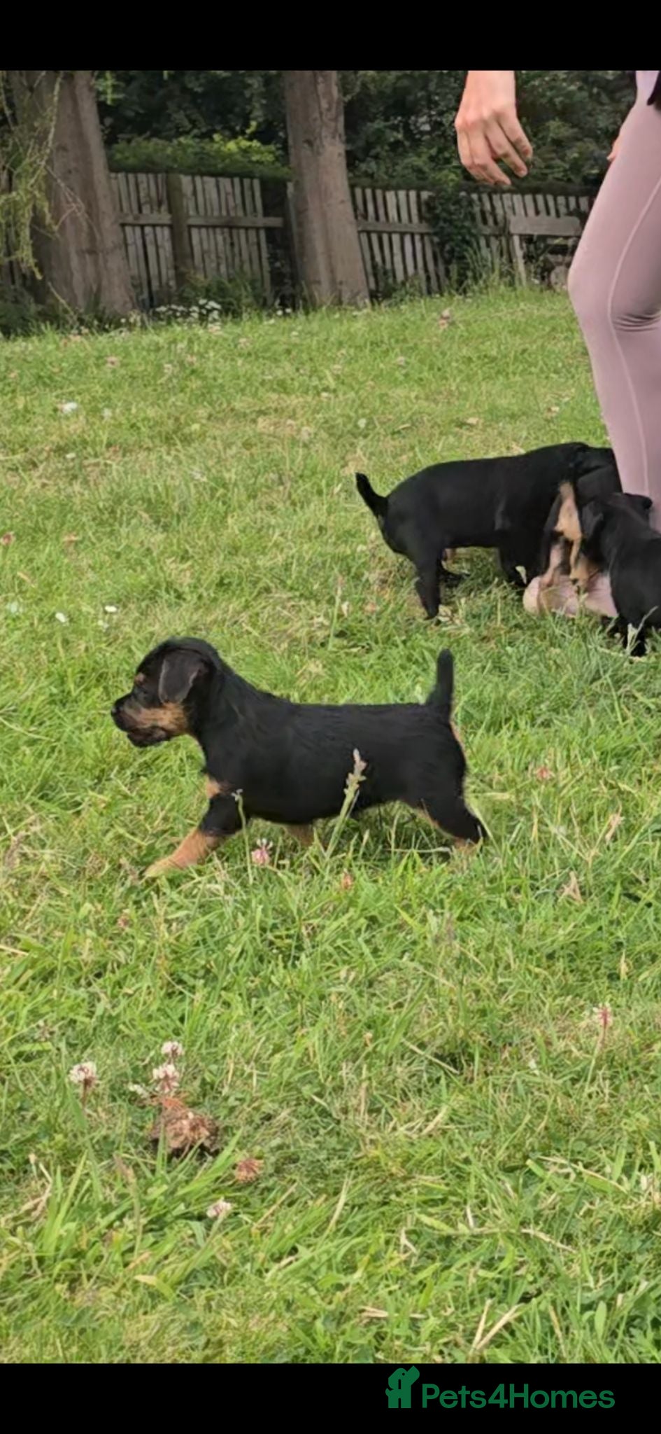 Patterdale Terrier dogs Fantastic Patterdale terrier pups D&D  - Advert 2