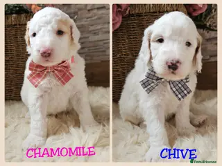 Australian Labradoodle dogs AUSTRALIAN LABRADOODLES❣️LAST TWO! PRICE REDUCED - Advert 7