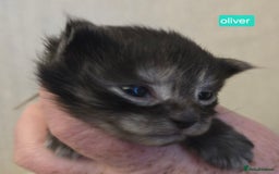 Maine Coon cats for sale: Maine Coon Kittens Smokes Large Russian Lines - Image 8