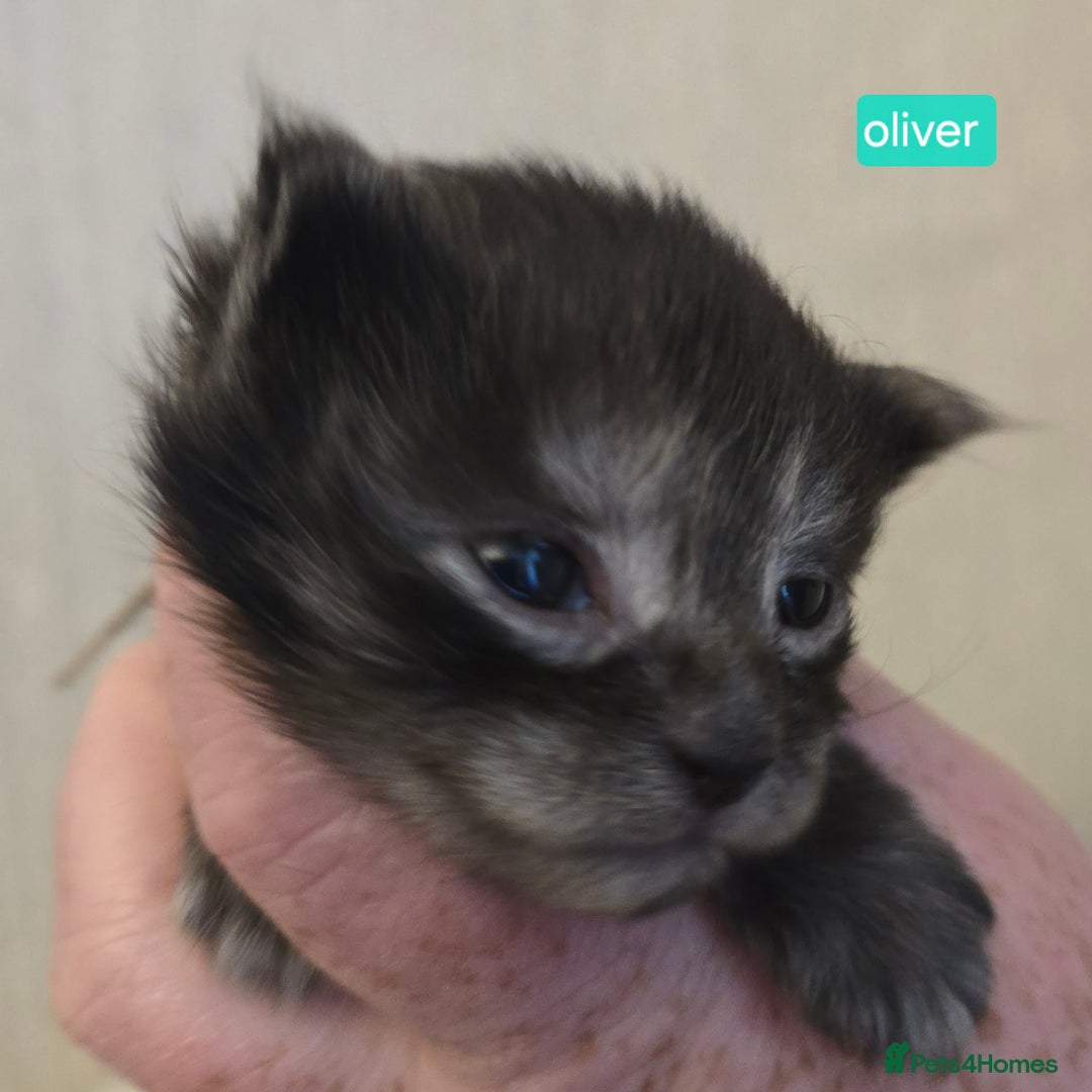Maine Coon cats for sale: Maine Coon Kittens Smokes Large Russian Lines - Image 8