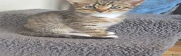 Mixed Breed cats for sale: Beautiful Tabby Kitten for Sale - Advert 3