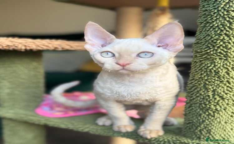 Devon Rex cats - Advert 7