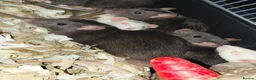Rat rodents for sale: n 5 black with patch white belly and 5 girls left - Advert 5