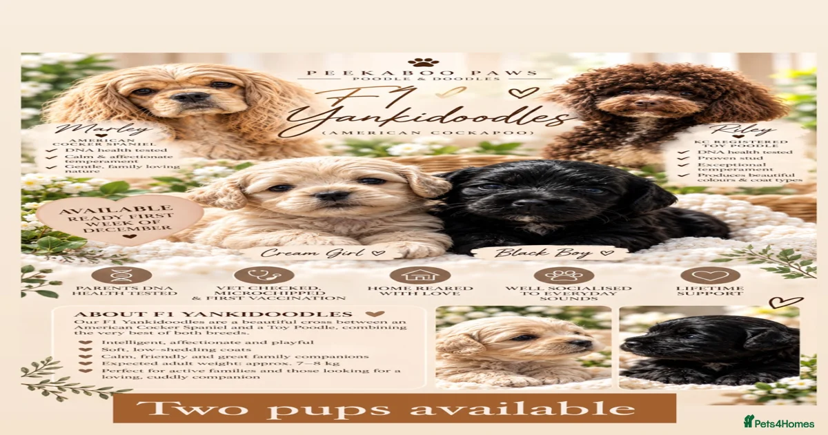 Day old Cockapoo Puppies for sale | Pets4Homes