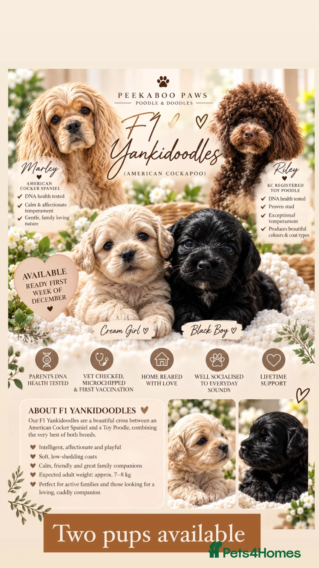 Cockapoo dogs for sale: Stunning F1 American Cockapoo HomeLicensed Breeder in Rickmansworth - Advert 1
