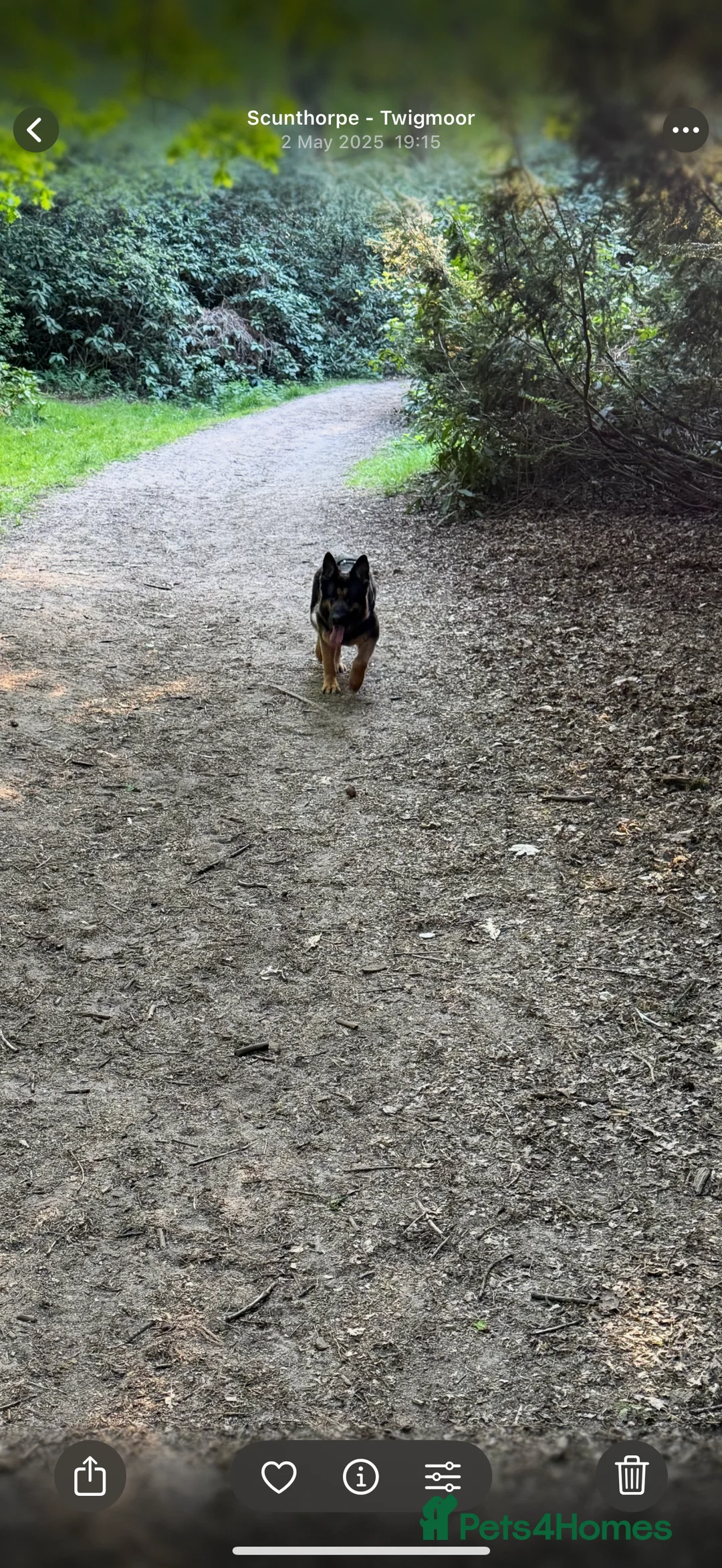 German Shepherd dogs for sale: Luna - 8 Year Old German Shepard - Advert 3