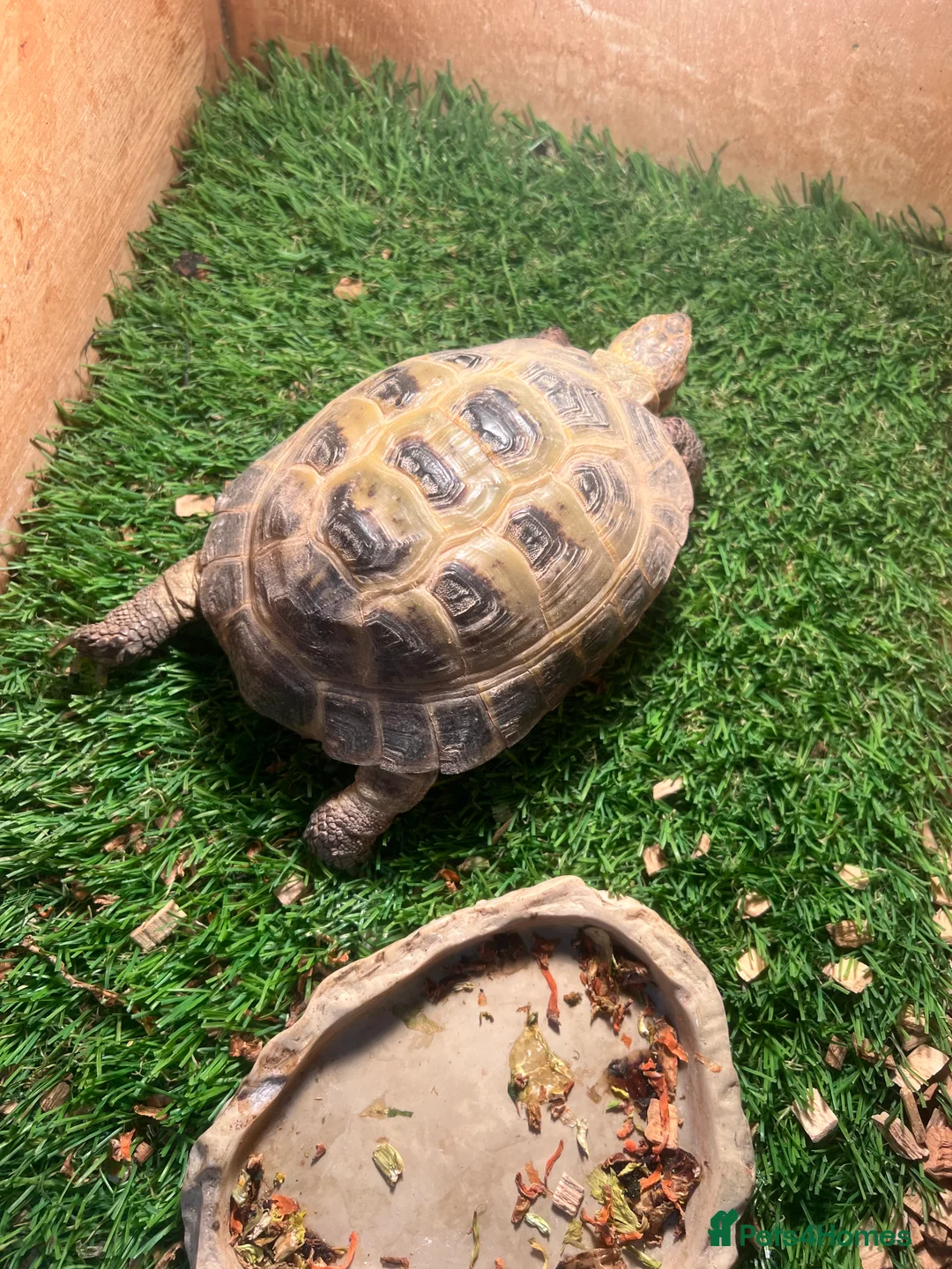 Hermann Tortoise reptiles for sale: 2 tortoises for sale  - Advert 1