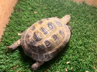 Hermann Tortoise reptiles 2 tortoises for sale - Advert 4