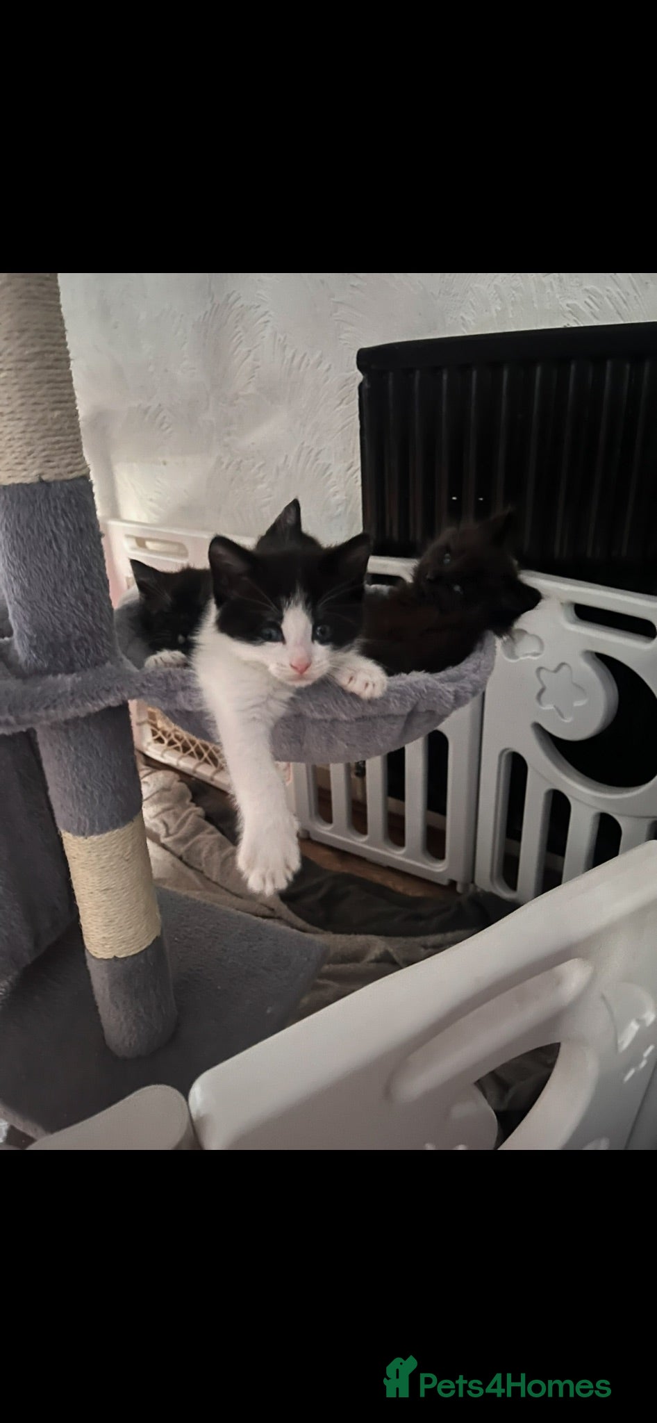 Mixed Breed cats Beautiful Mixed-Breed Kittens - Ready early July - Advert 3