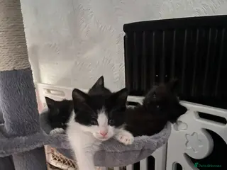 Mixed Breed cats Beautiful Mixed-Breed Kittens - Ready early July - Advert 3