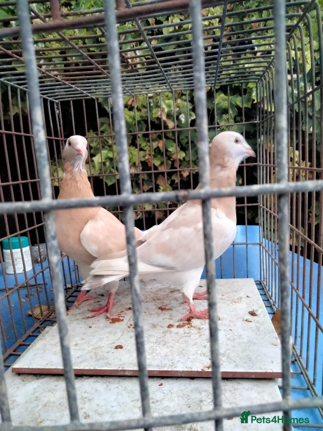 Pigeons birds for sale: Pigeones for sale in hackney London  - Advert 2