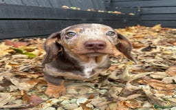 Miniature Dachshund dogs for sale: Beautiful 10 week old dapple pups available  - Image 5