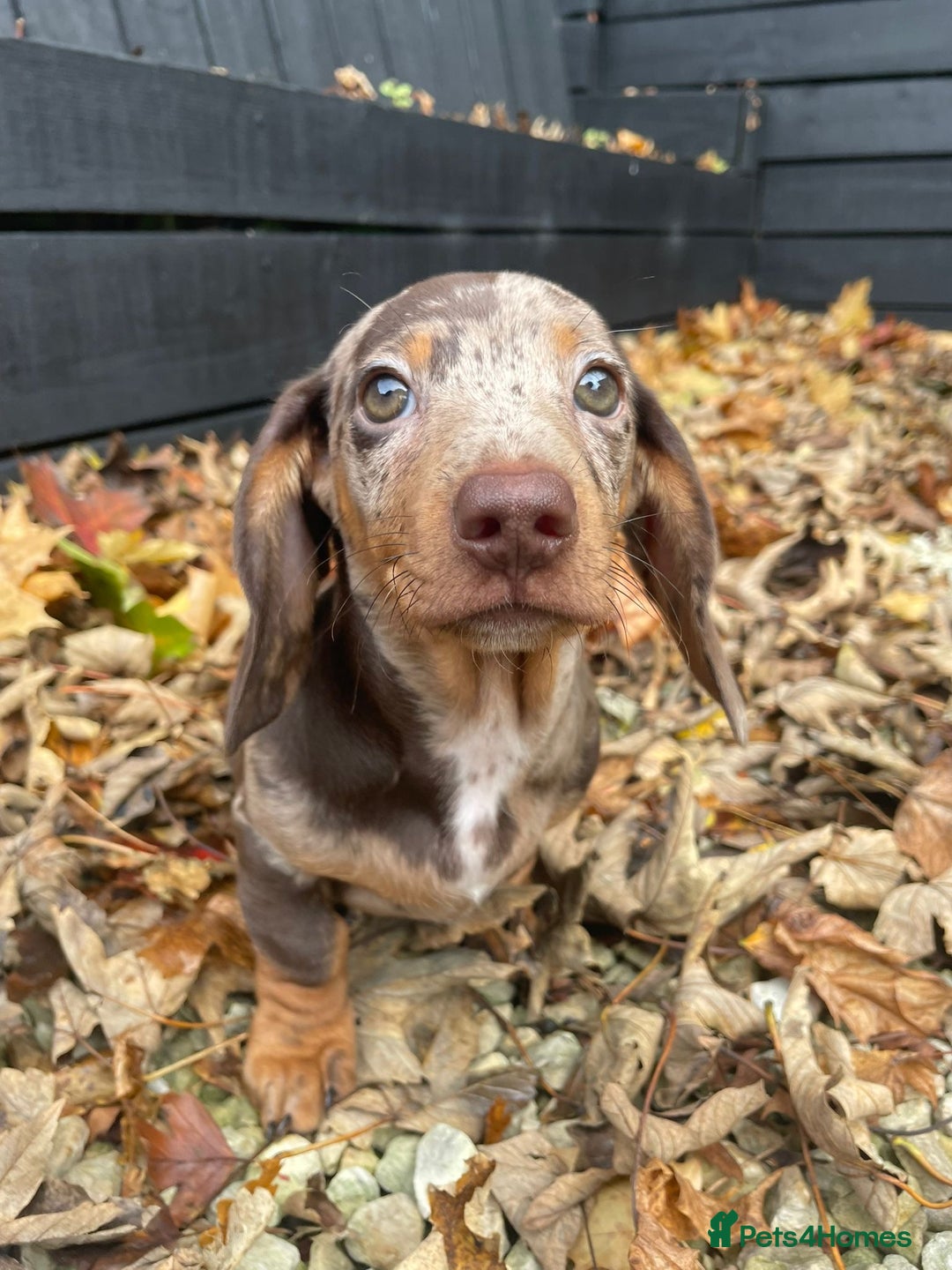 Miniature Dachshund dogs for sale: Beautiful 10 week old dapple pups available  - Image 5