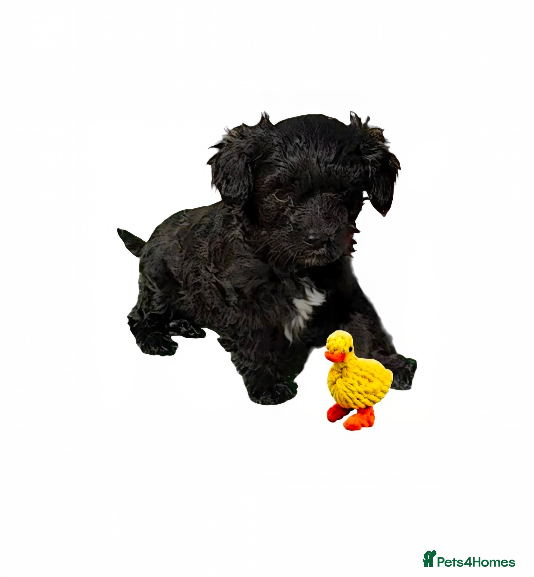 Cavapoo dogs ❤️Stunning Black/white Girl❤️F1 Cavapoo❤️HealthTes - Advert 8