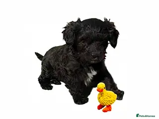Cavapoo dogs ❤️Stunning Black/white Girl❤️F1 Cavapoo❤️HealthTes - Advert 9