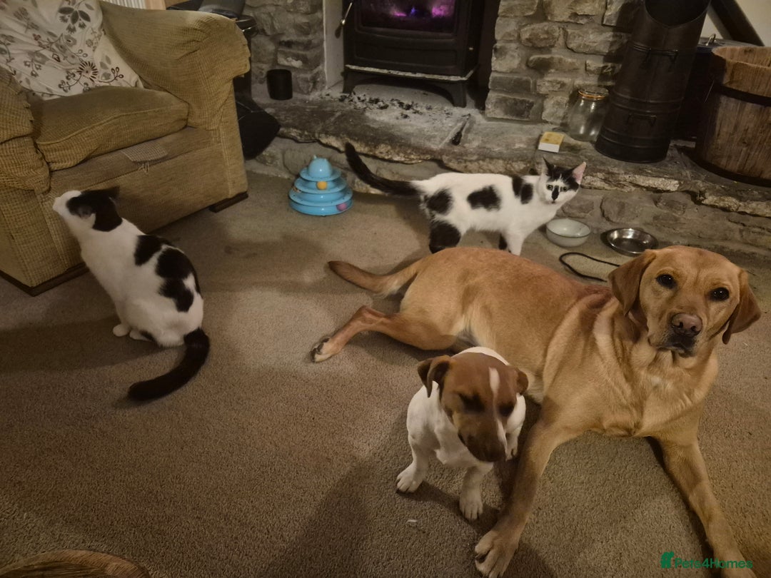 Mixed Breed cats for sale: 1 female kitten, very playful - Advert 5