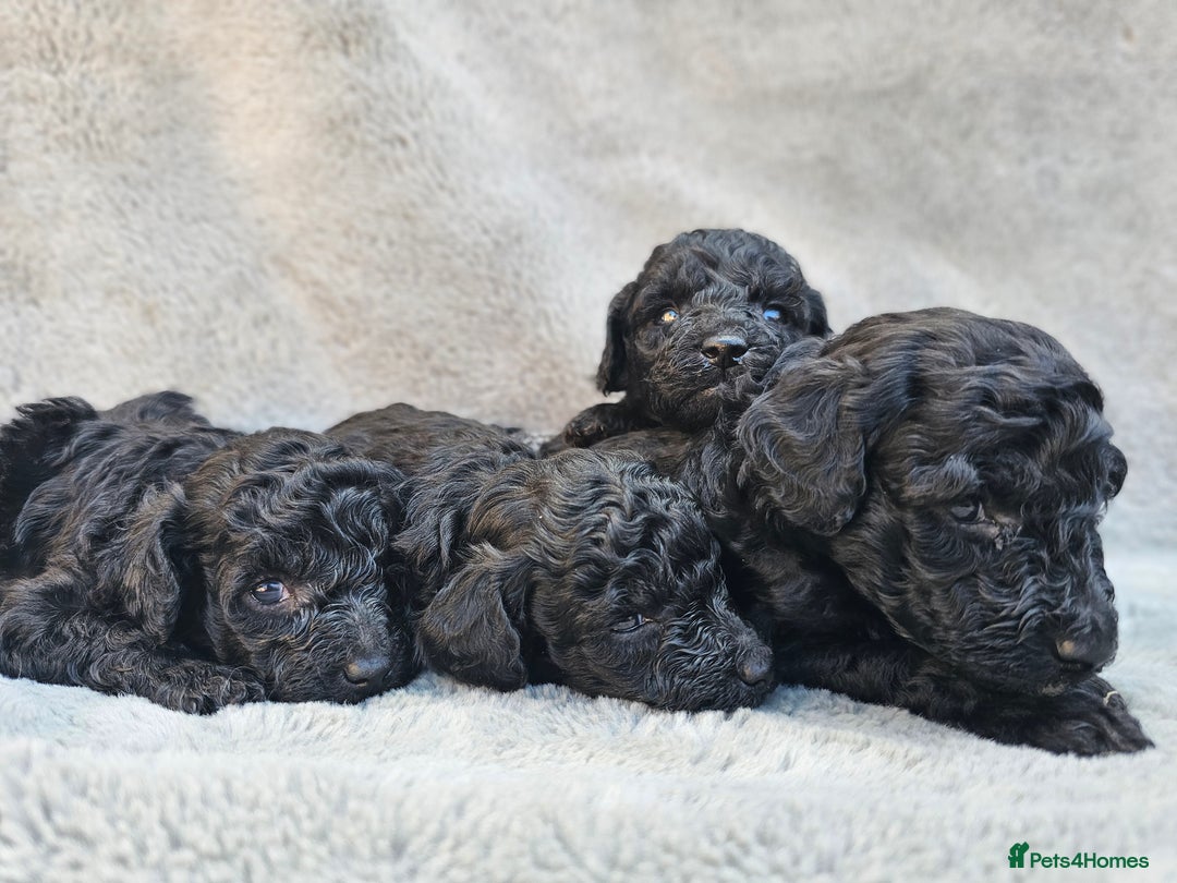 Miniature Poodle dogs for sale: 🐾 Hypoallergenic Mini Poodle Puppies 🐾 - Image 10