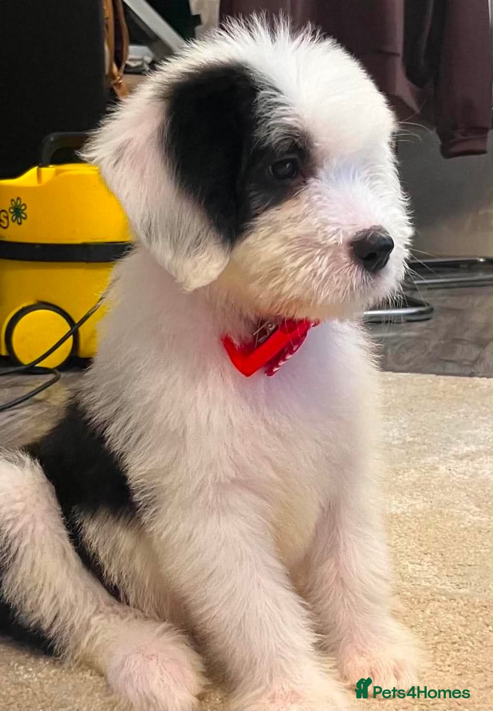 Old English Sheepdog dogs Old English x St Bernard SCOTLAND - Advert 4