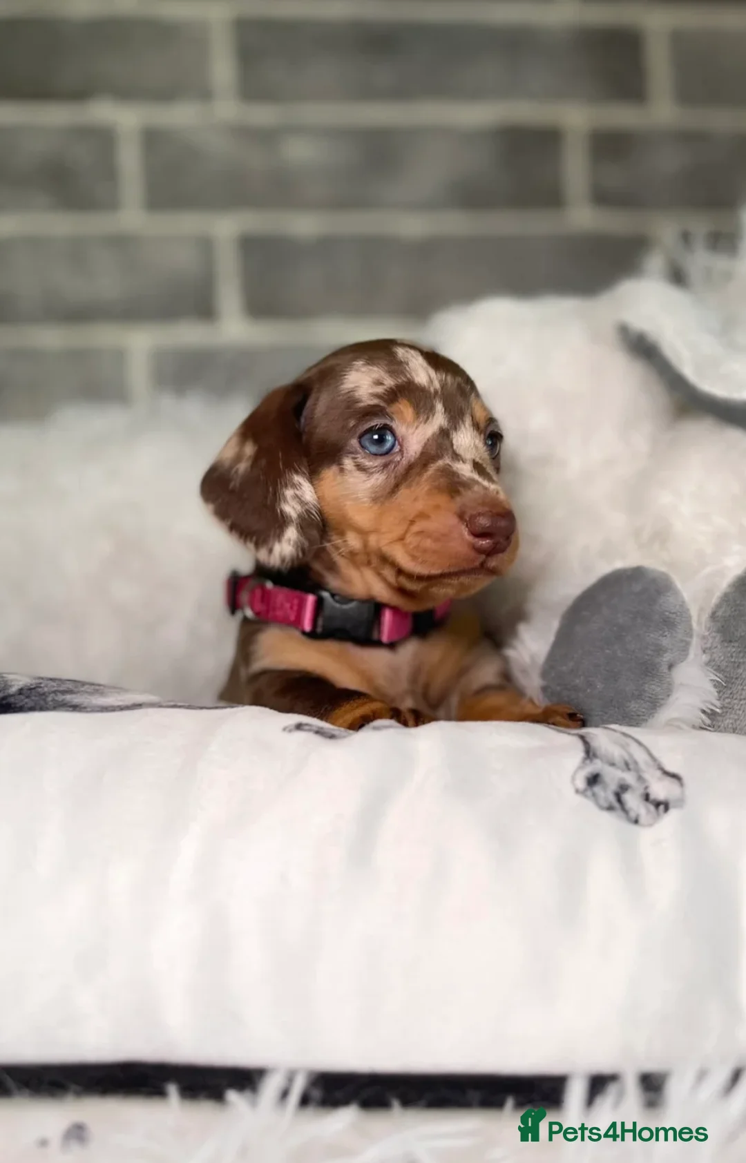 Miniature Dachshund dogs for sale: KC registered Miniature Dachshund PRA clear - Advert 10