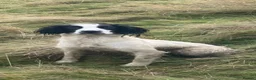 English Springer Spaniel dogs for sale: Quality English Springer Spaniel puppies for sale - Advert 1