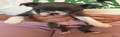 Boston Terrier 2
